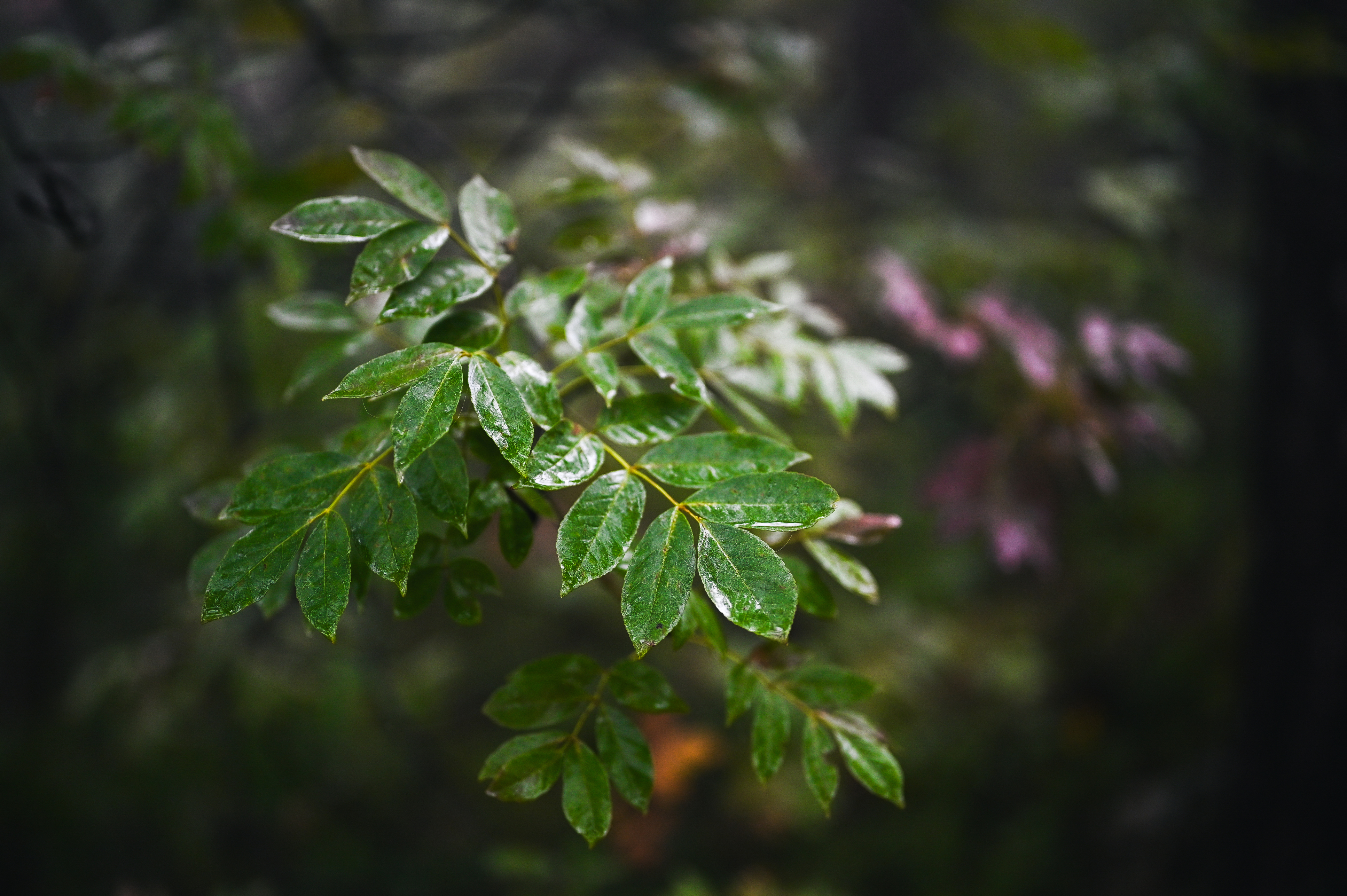 Defesa e acompanhamento